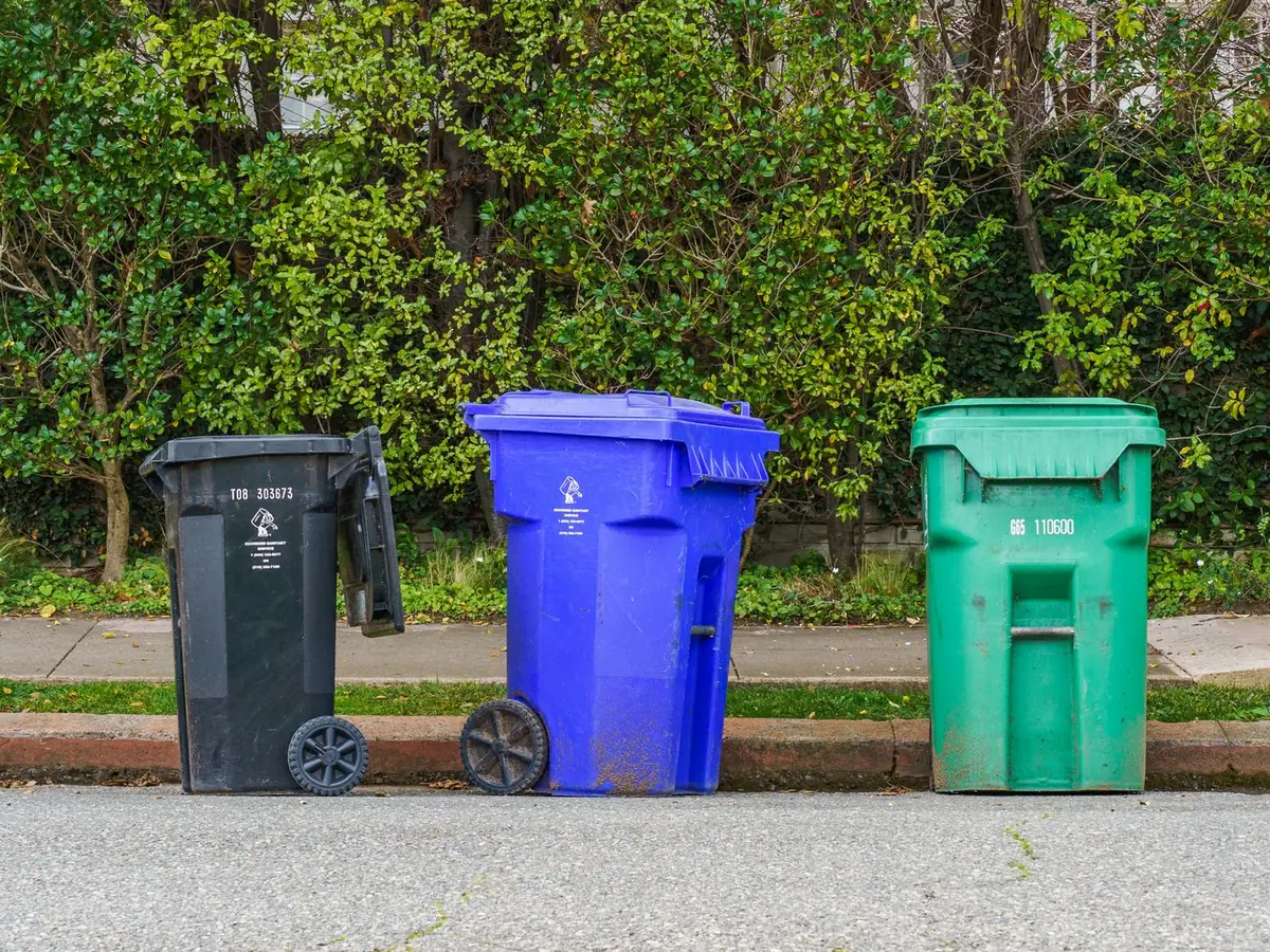 Black, blue and green carts for trash, recycling and yard waste lined up at the curb in front of a hedge